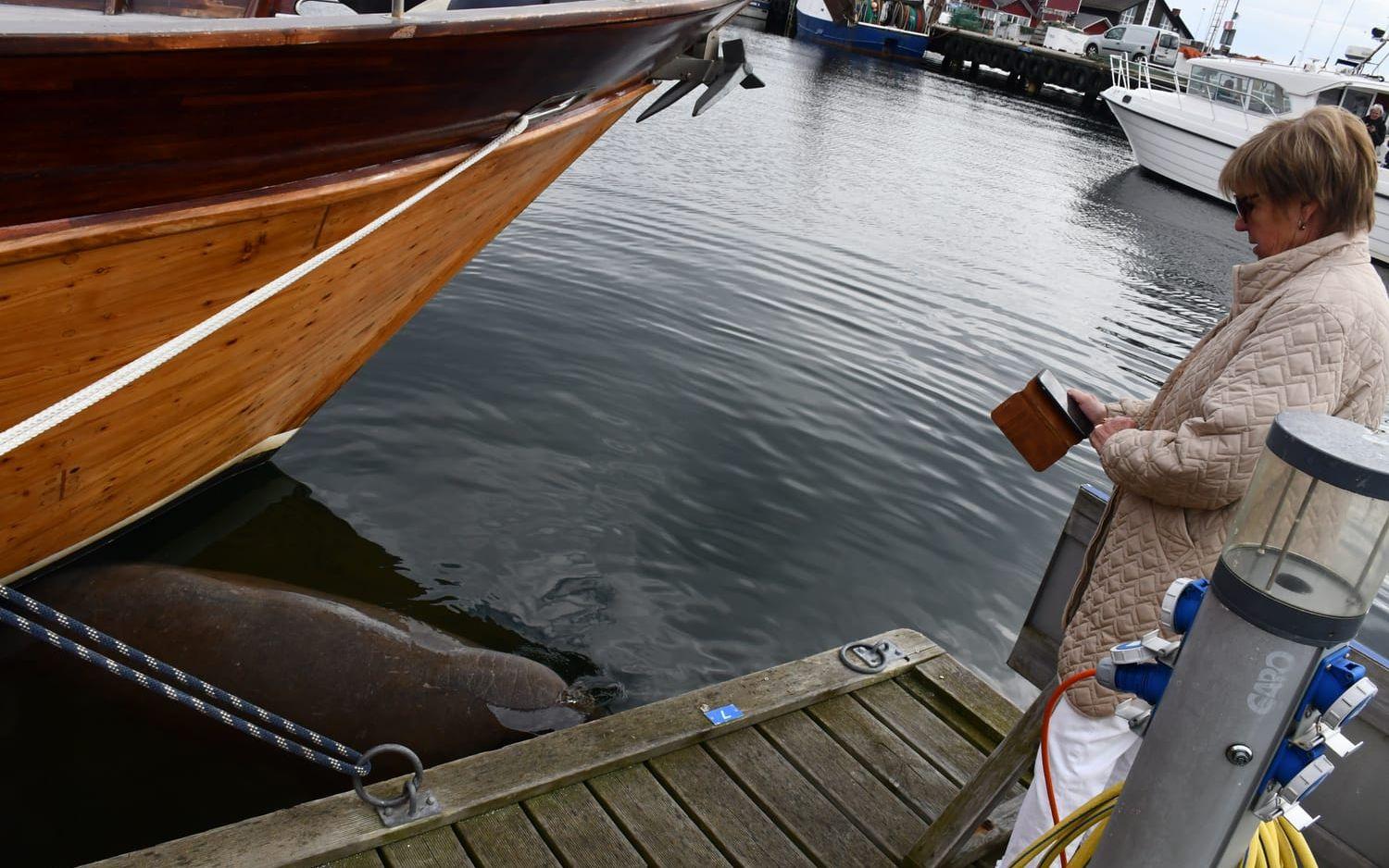 Valrossen dök upp i Strömstad hamn på tisdagseftermiddagen. 