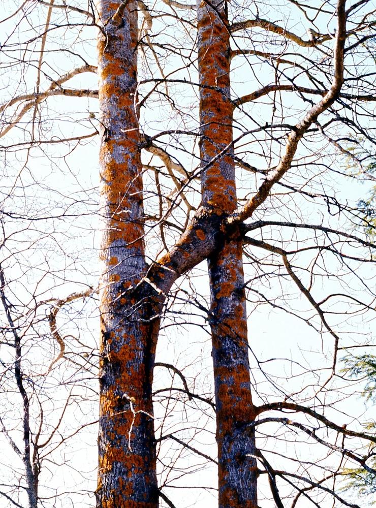 Jämtland. Hopväxt asp i Föllinge, 1980.