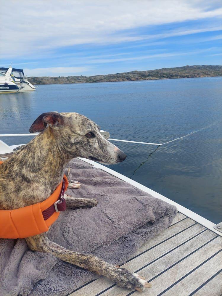 ”Vår underbara Lucy, en tre år gammal whippet som älskar sommar och värme. Här ligger hon och njuter på sin favoritplats, badbryggan, under vår båtsemester.”