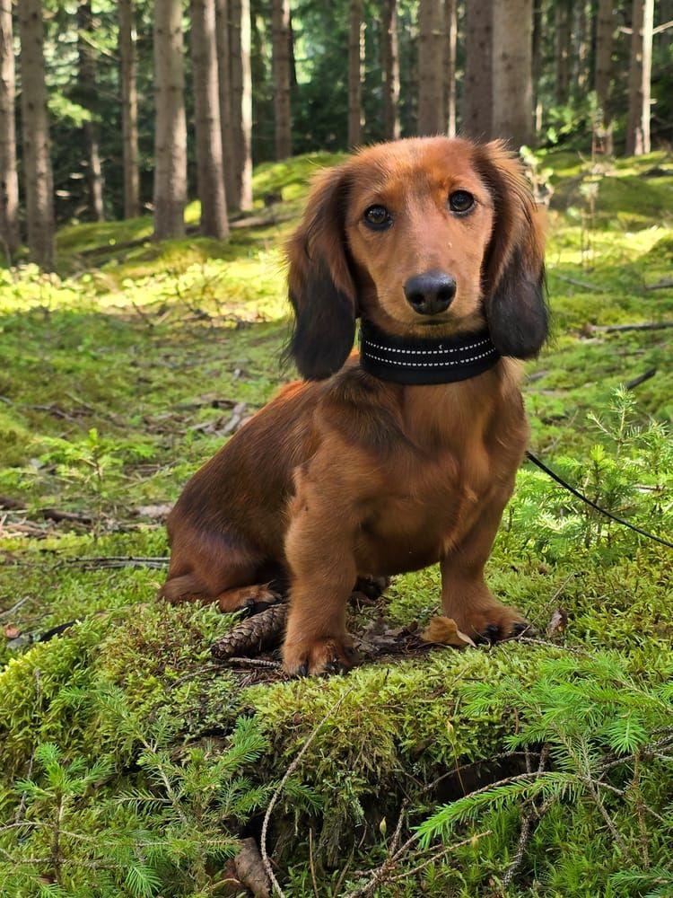 ”Enzo 6 månader, en långhårig dvärgtax, är verkligen en cool kille samtidigt som han är en riktig Hot dog 🌞” 