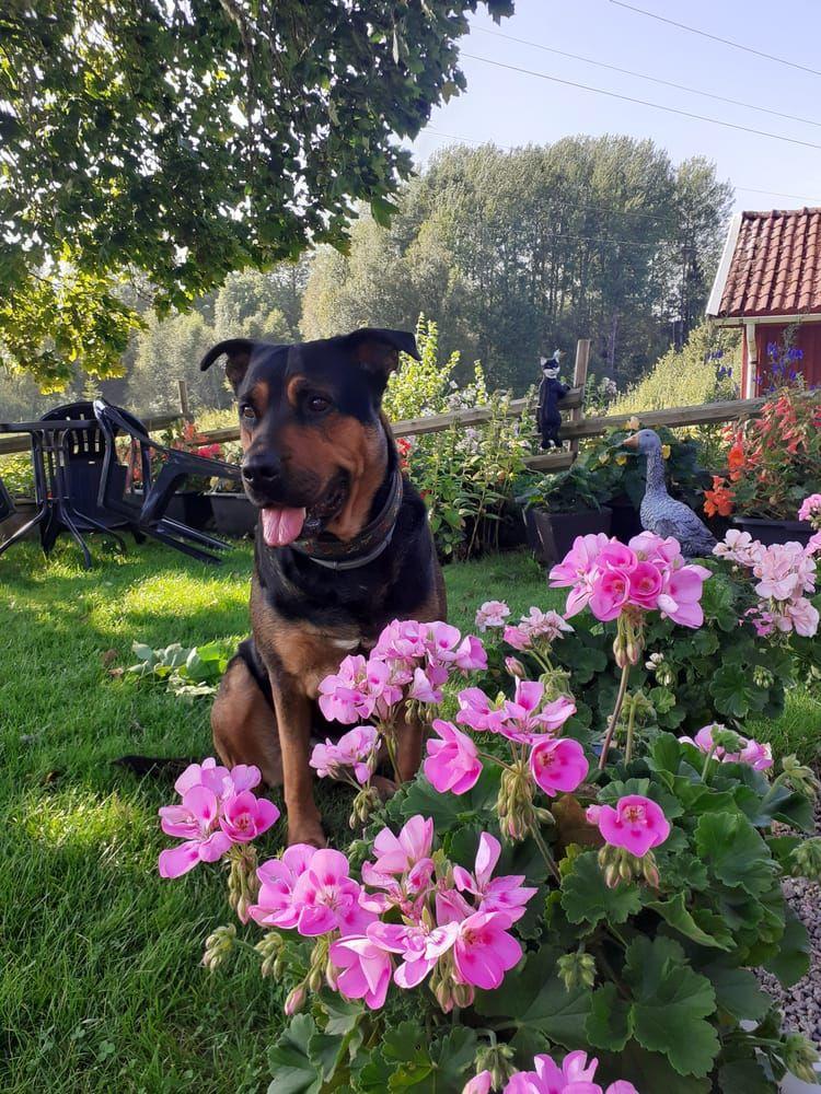 ”Tjenare, jag heter Morran och är en cool dam i mina bästa år (5år) det sägs att jag är en blandning av rottweiler o schäfer och att jag älskar låååånga skogspromenader och tycker det går lite långsamt när matte hittar skogens guld😉. Jag älskar också att vara på torpet i Skee mycket bättre än Göteborg. Min matte är vansinnigt förtjust i mig så jag tror att jag skulle kunna vara sommarens HotDog🐕kram till alla andra vovvar i sommarstaden Strömstad! ” 