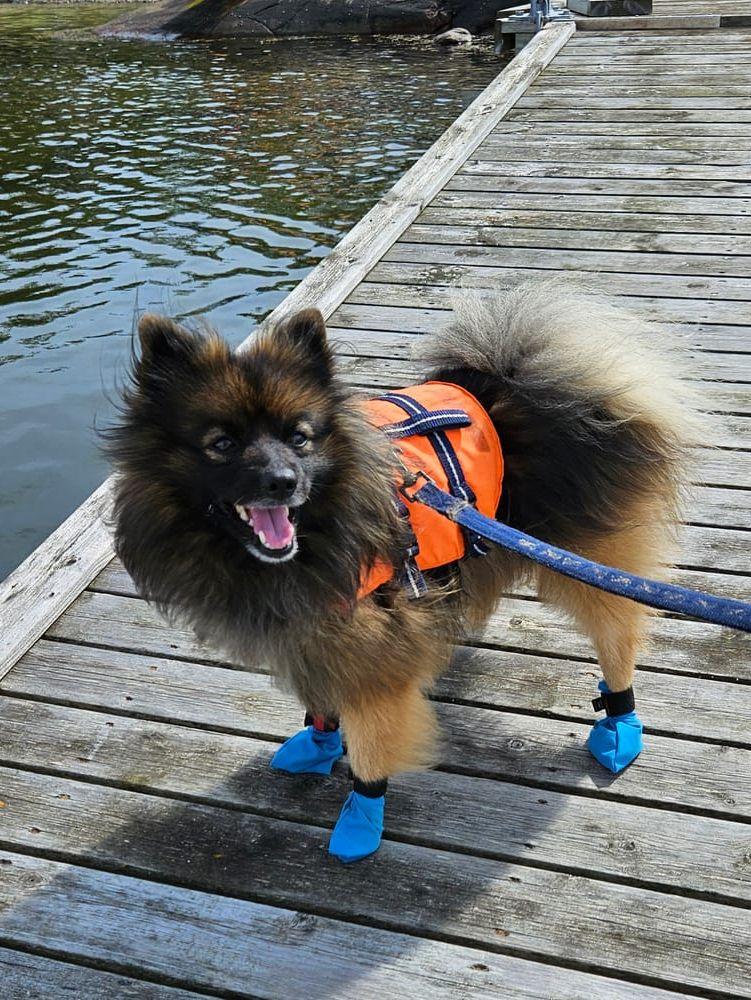 ”Jag heter Zorro och är en 5 ½  år gammal  tysk mittelspitz. Jag tycker om att simma och busa på stranden, men då måste jag ha på tasskydd så jag inte skadar tassarna på de vassa japanska ostronen 😊”