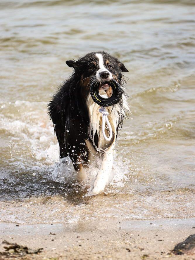 Det här är Koda, en australian shepherd, som är 3,5 år gammal. ”Han förtjänar denna titeln för att han är en jäkel på att svalka sig i havet på sommaren. Bada och leka, samt dra med sig halva stranden hem sedan i sin päls! 🙈”