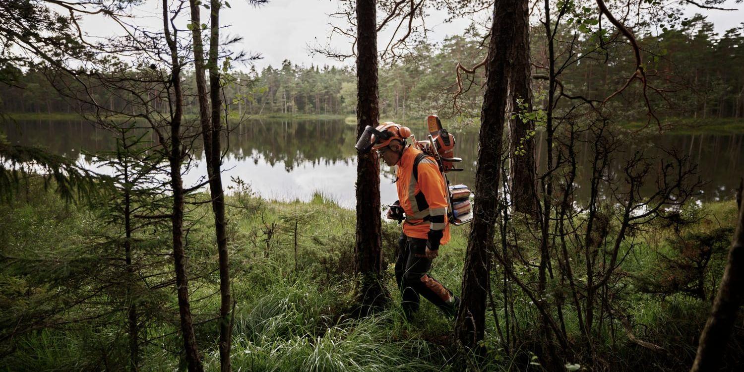 Naturvårdsarbete pågår. Västkuststiftelsen sköter flera naturreservat som Verleskogen i Ale kommun.