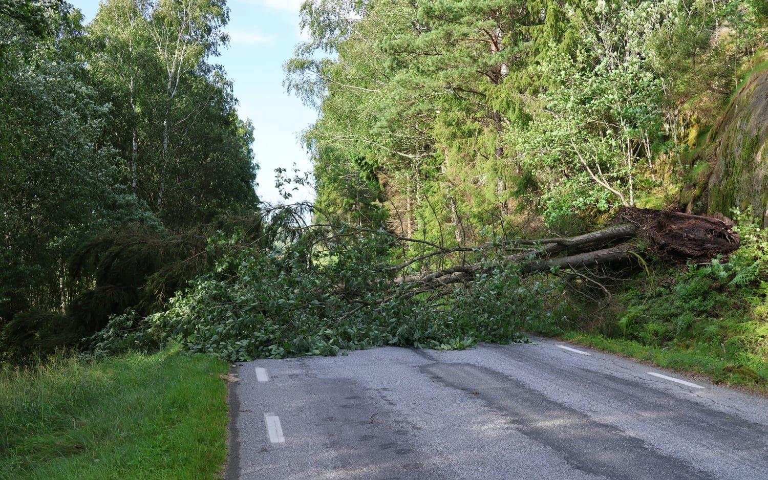 Väg 1034 från Ånneröd till Härslätt avstängd i båda riktningar –  till följd av just av ett träd ligger över marken. 