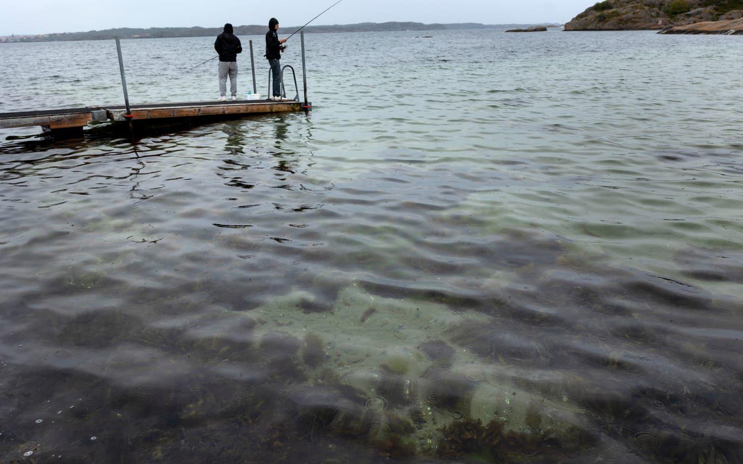 Vid Pinneviksbadet i Lysekil är inga maneter i sikte. Det finns en tydlig förklaring till det. 