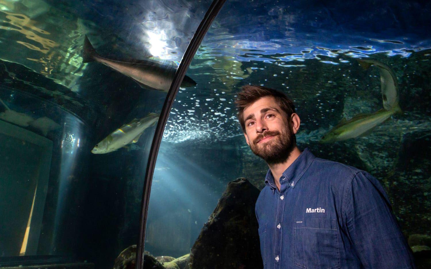 Enligt Martin Stjernstedt, marinbiolog och akvarietekniker på Havets hus i Lysekil, väljer brännmaneterna därför att gå ned på djupare vatten. 