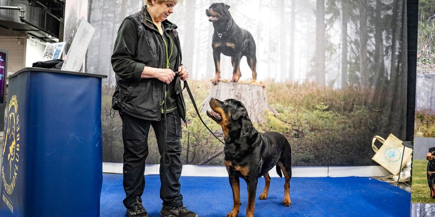 Ulrika Evenås med rottweilern Millie, fyra år. 